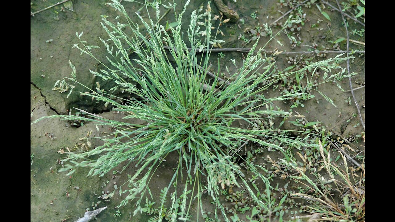 Ripping out weeds