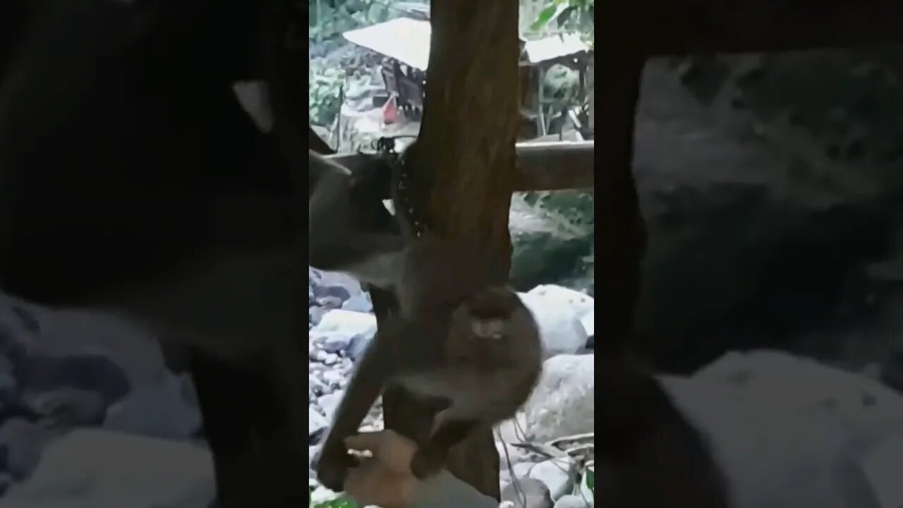 Moy Moy the Monkey in Philippines 2 #shorts #Monkey #philippines