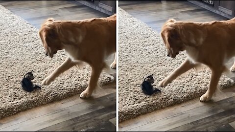 My moms retriever and her new kitten that was rescued