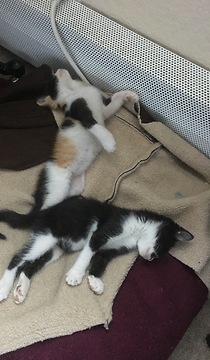 Foster kittens watch gamer dad