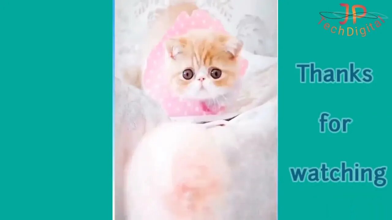 funny cats video