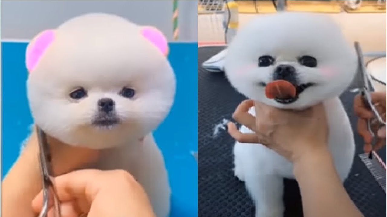 Cute And Funny Pets | Try Not To Laugh To These Pets Compilatio