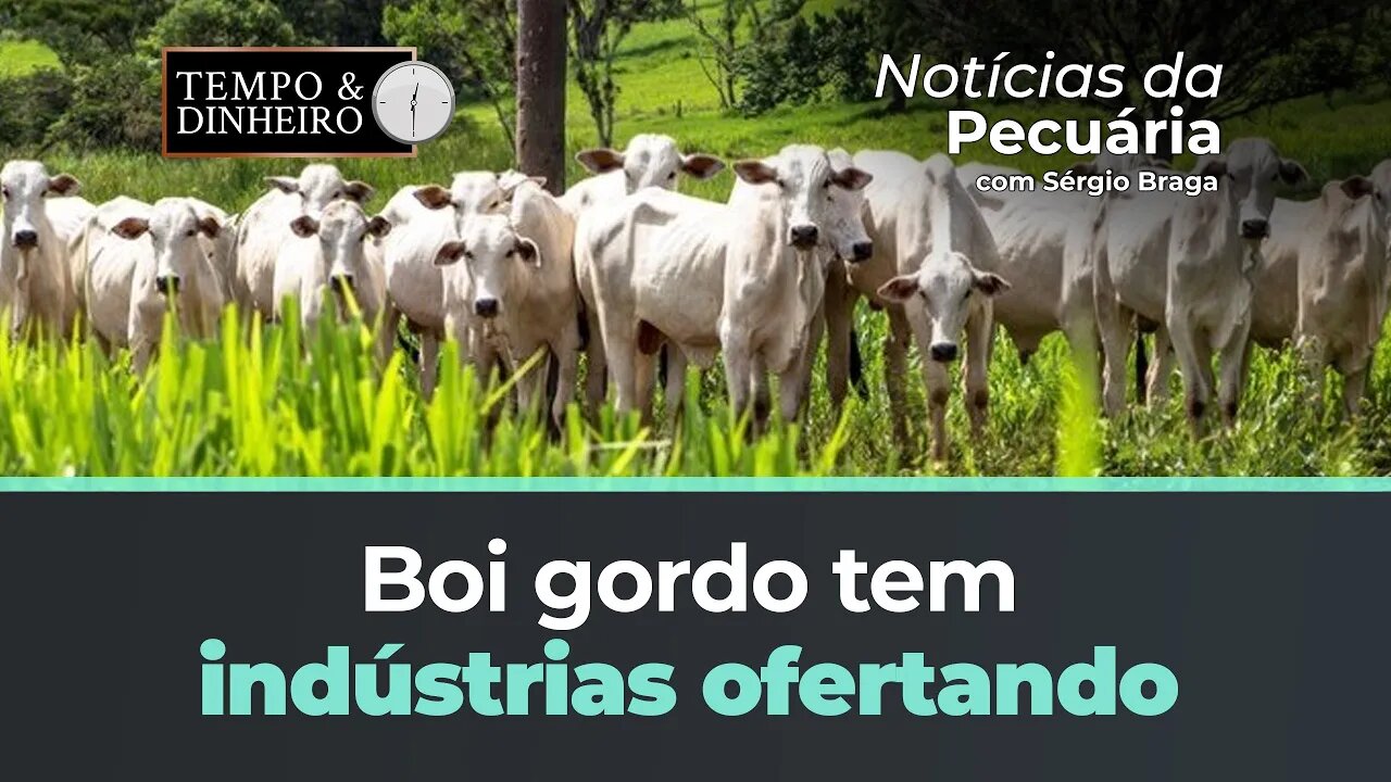 Boi gordo tem indústrias ofertando mais pelo boi, vaca e novilha gorda.