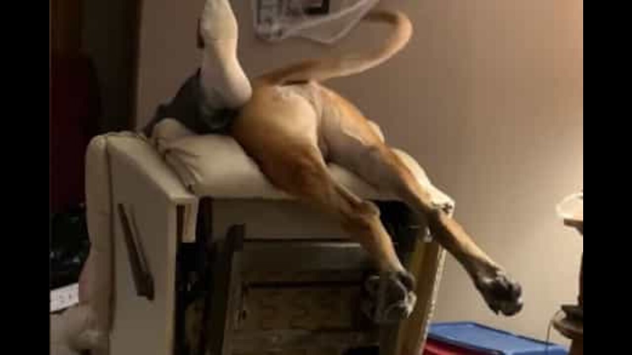Cet énorme chien a un amour encombrant!
