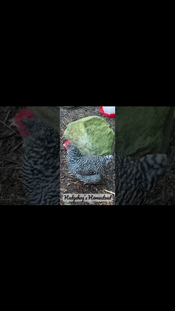 This is a happening place #hedgehogshomestead