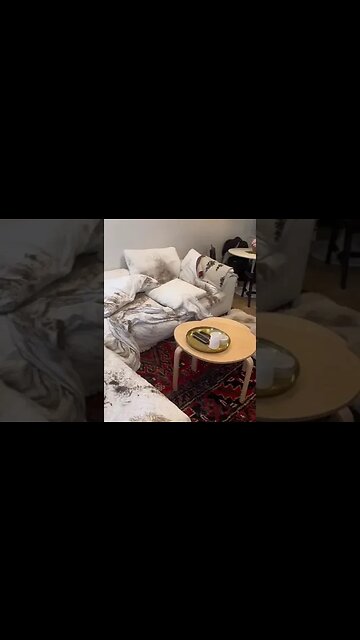 what should i do in this situation #shorts #dog #pet