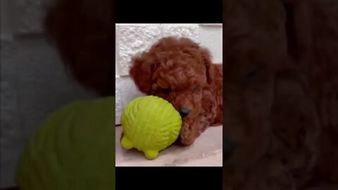 Funniest Cat and Dog Videos Compilation