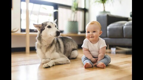 Husky & baby becoming best friend !