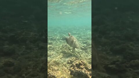Turtle in Kauai