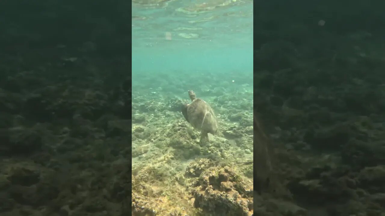 Turtle in Kauai