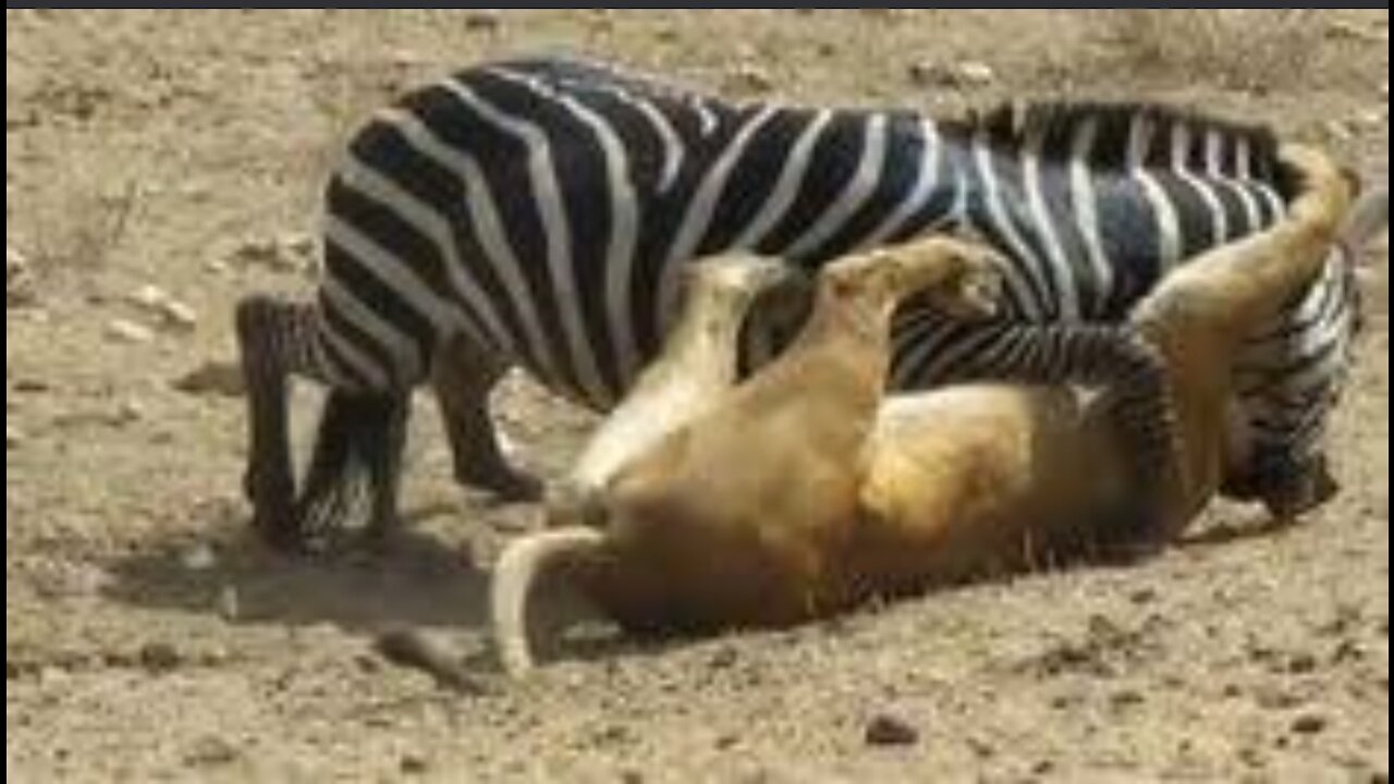 lion kills and eats baby zebra