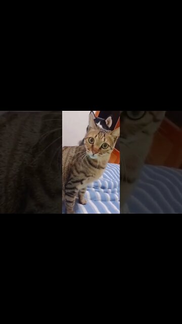 Dog & Cat Funny Situation 🤣#UbertainmentFun #Shorts #ytshorts #Dogs #Animals #Fun