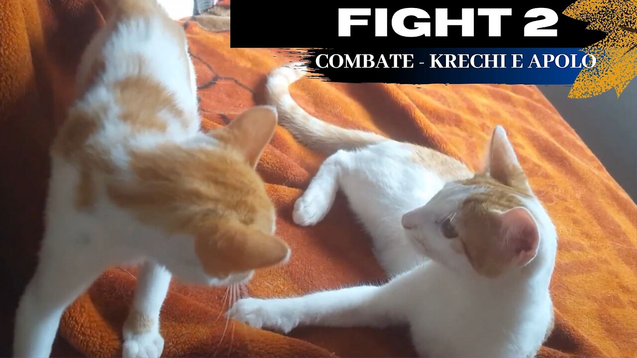 🥊 ✅[FIGHT #2] Krechi e Apollo-🐱💖Gatos Engraçados no COMBATE- [PETS BRAGA]