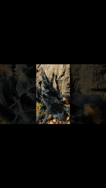 Lenore the Brazilian Black Tarantula