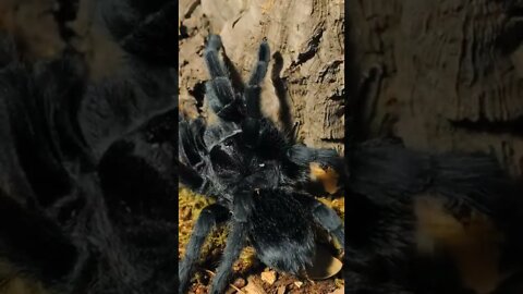 Lenore the Brazilian Black Tarantula