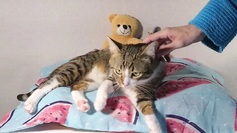 An Ambulance Scares the Cat