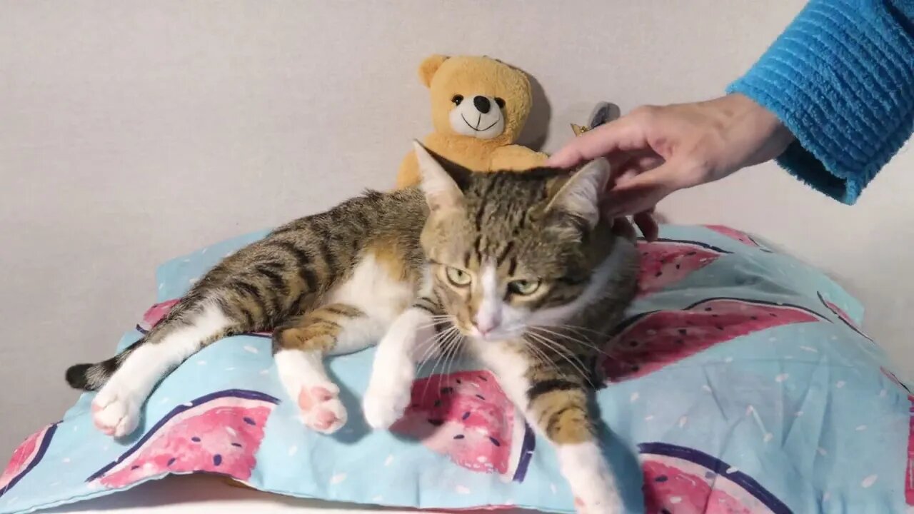 An Ambulance Scares the Cat