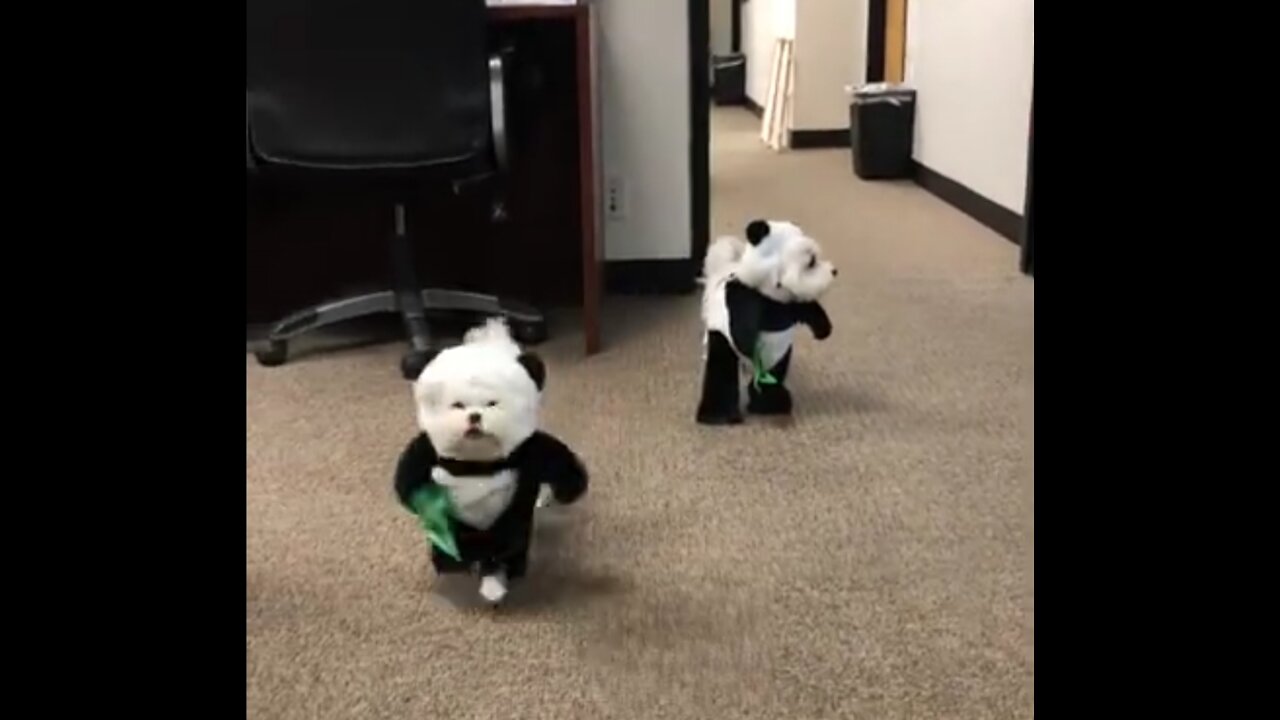 Dog panda! Adorable dog dressed in panda