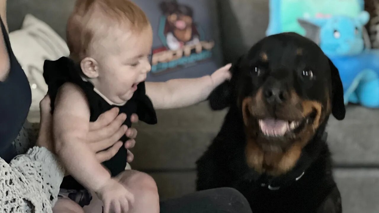 Rottweiler Gets On The Bed With Baby