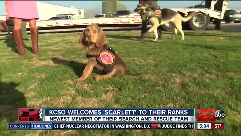 KCSO welcomes new bloodhound puppy to search and rescue unit