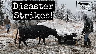 Terrible Storm Hits During Calving!