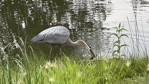 Hungry Bird