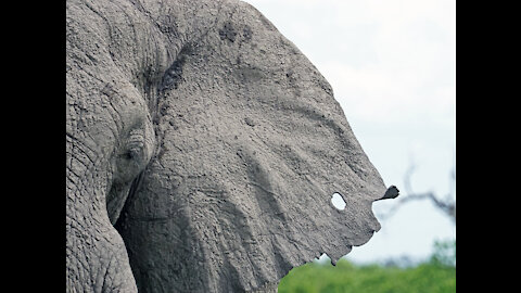 Elephant Tales Botswana