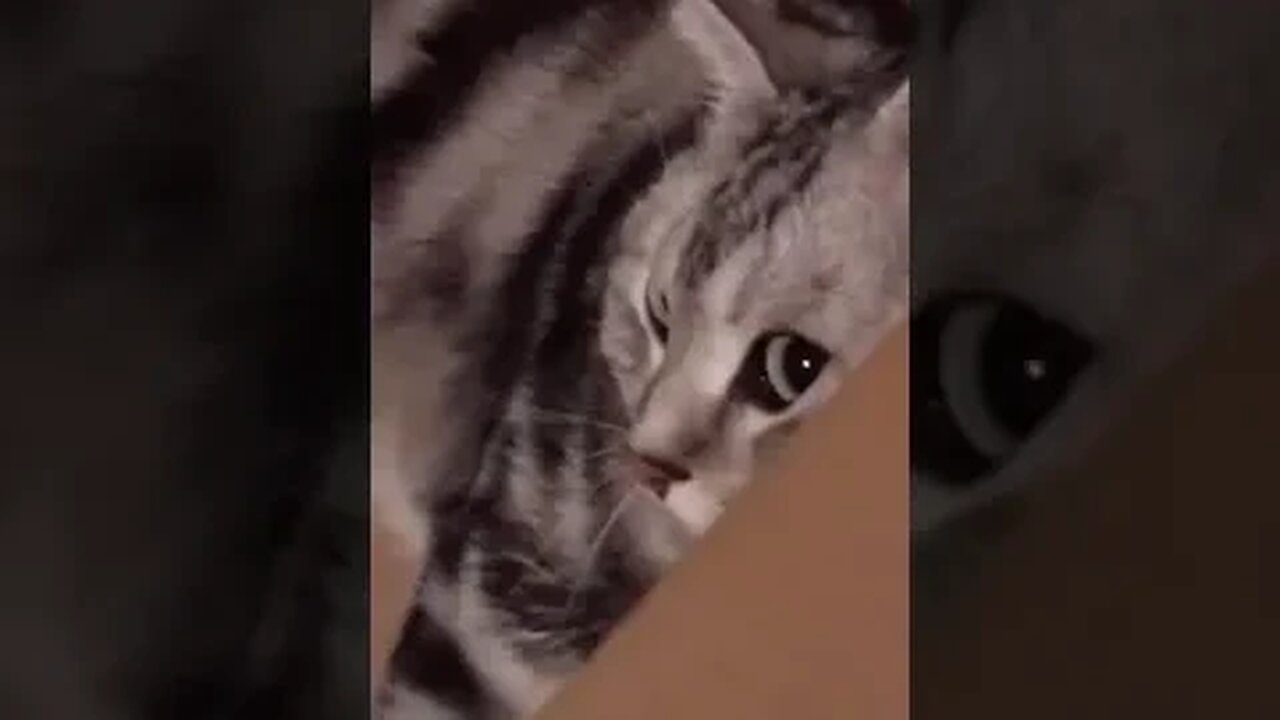 PLAYING CAT VIDEO MEAWWW