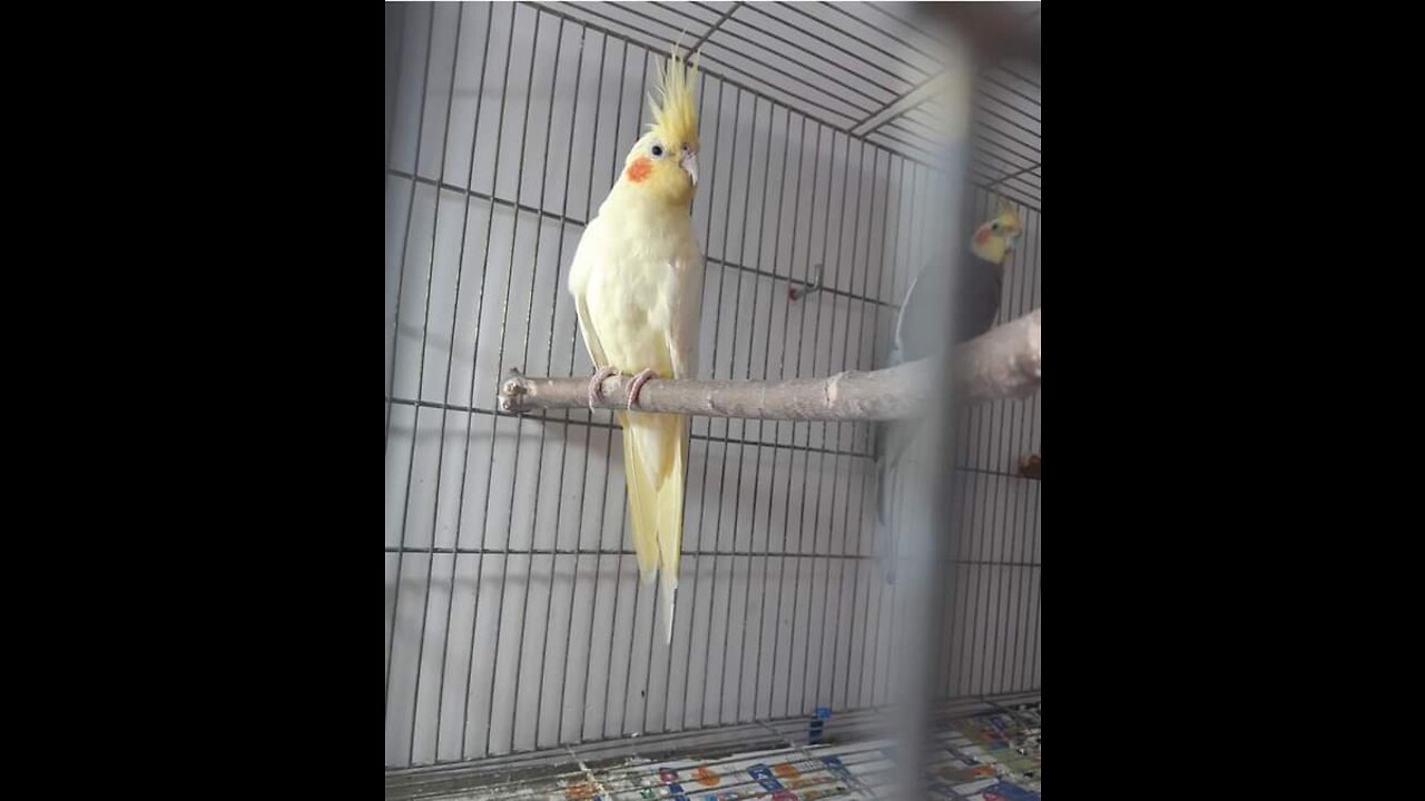 young red-eyed lutino cockatiel having fun 🐦