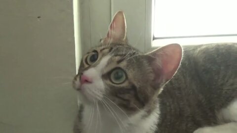 Funny Kitten Stares at Toy