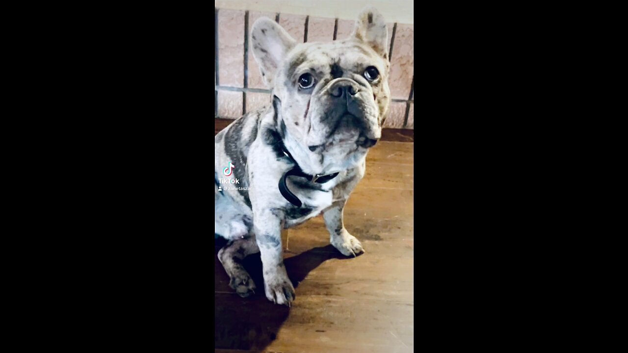 Monty and Willow the French bulldogs #frenchfluffybulldog #bulldogstrong