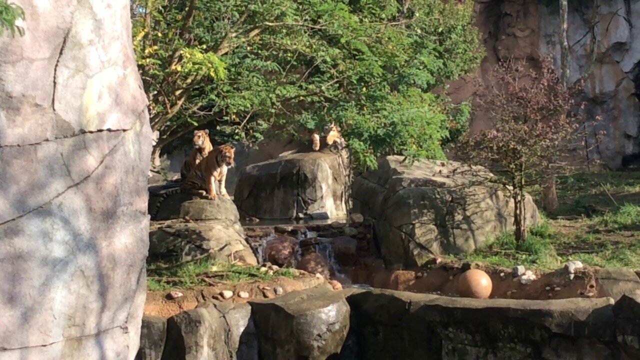 Columbus Zoo- Amur Tigers