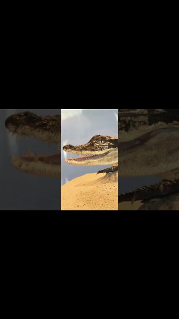 I've Been Watching You! 🐊 #shorts #BillieEilish #OceanEyes