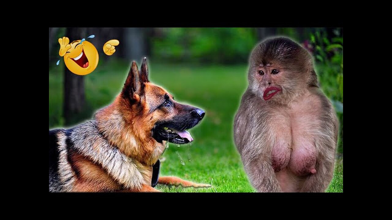 WORLD BEST FUNNIEST🤣 Dog vs men 🤣 funny video> Don't Try Laughing 🤣 clips