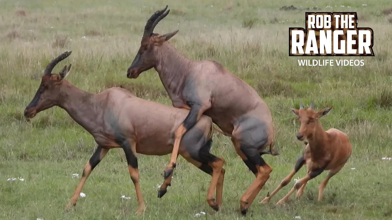 Topi Calf Does Not Want a Sibling! | Maasai Mara Safari | Zebra Plains