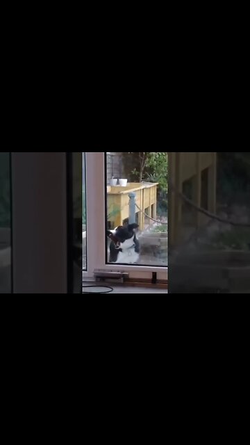 Funniest dog at all time 🤣 #dog #shorts