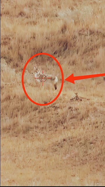 Hunting Coyotes #shorts #011