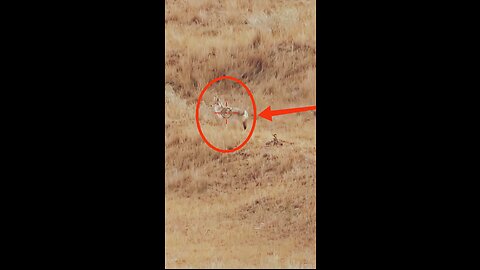 Hunting Coyotes #shorts #011