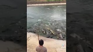 Guy slaps alligator with a shovel