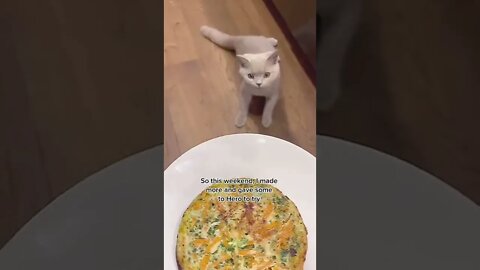 I Made An Omelette For My Dog Every Weekend tiktok herothebsh