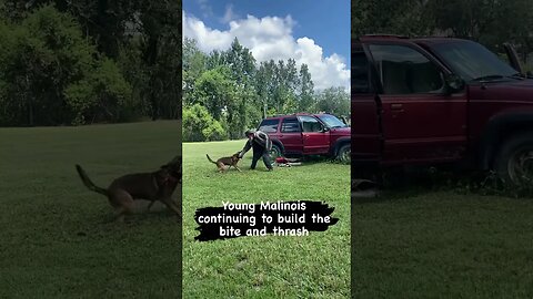 Building a young male Malinois #malinoislovers