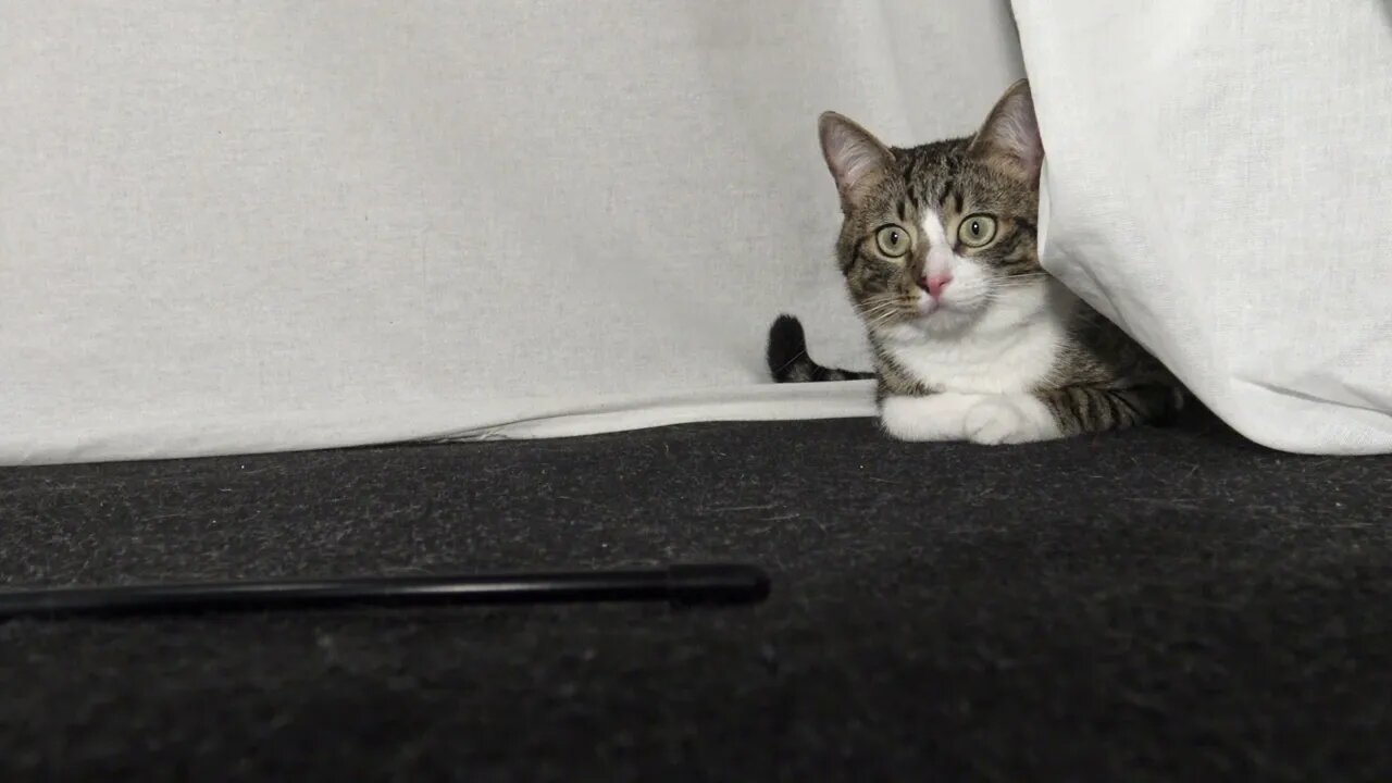 Only Half a Cat Loaf Is Visible