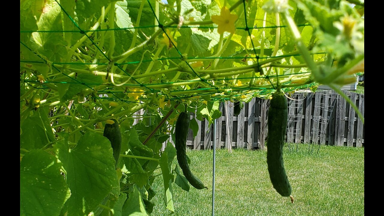 Cucumber Sorbet