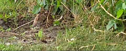 wild bobwhite visiting our tent site