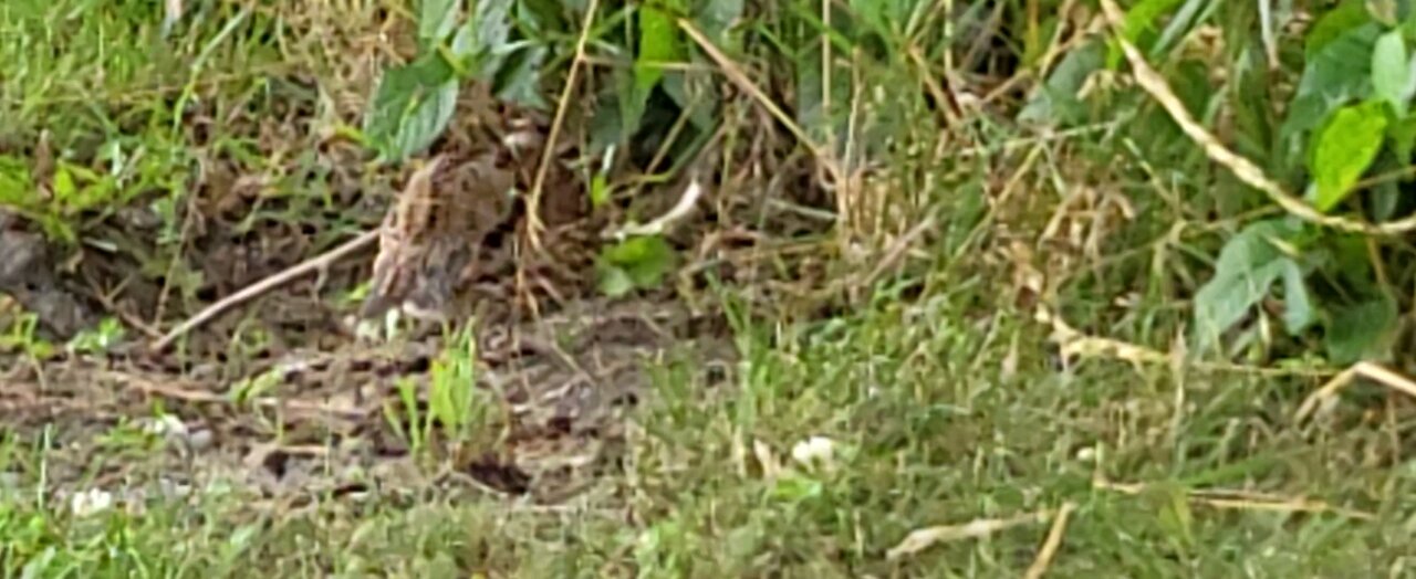 wild bobwhite visiting our tent site