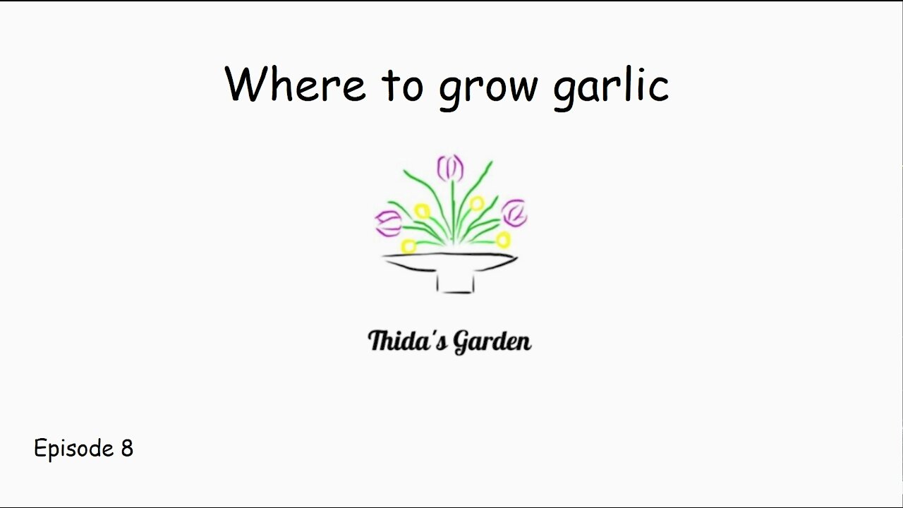 Where to grow garlic in your garden