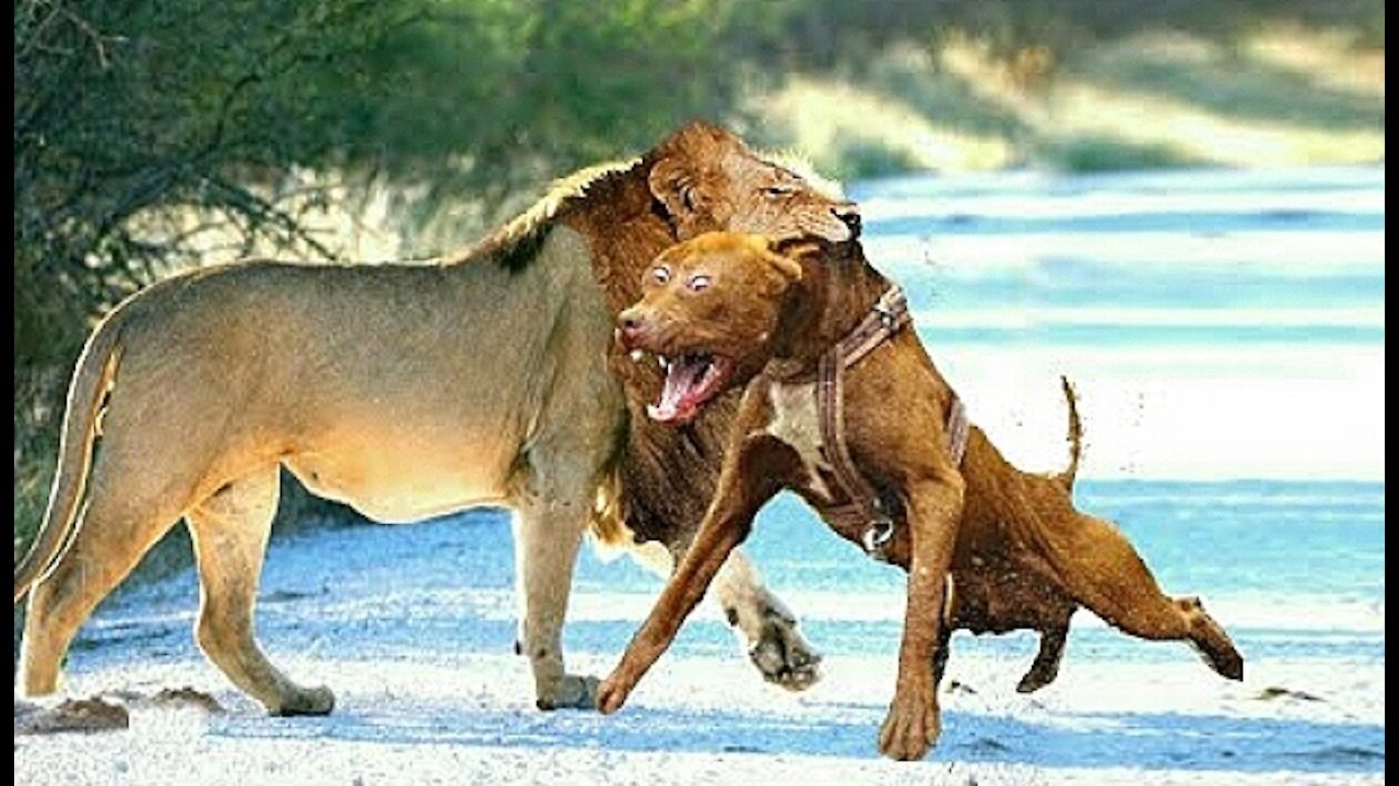 WHEN DOGS DARE TO ATTACK LIONS