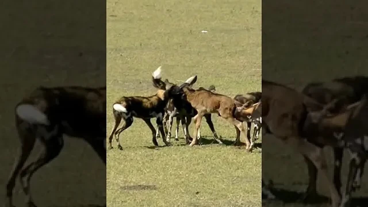 Tragic End: Wild Dogs Attack and Kill Baby Willough Beast #shorts"