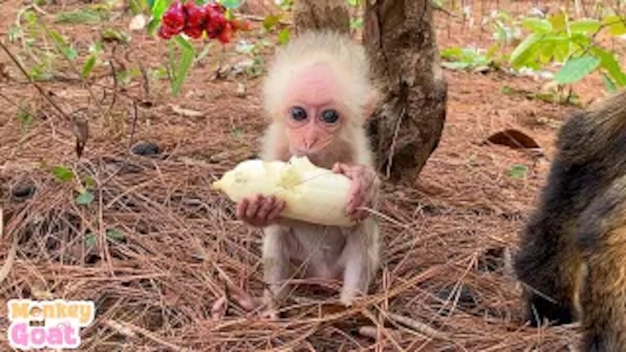 Monkey BiBi picking banana for Goat