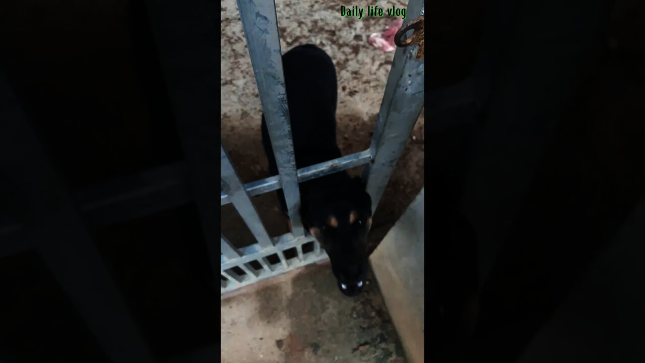 the dog knows how to greet guests \ Daily life vlog